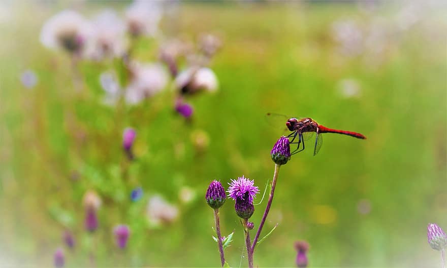 Libelle, Flügel, Blume, Blütenblätter, Pollen, Bestäubung