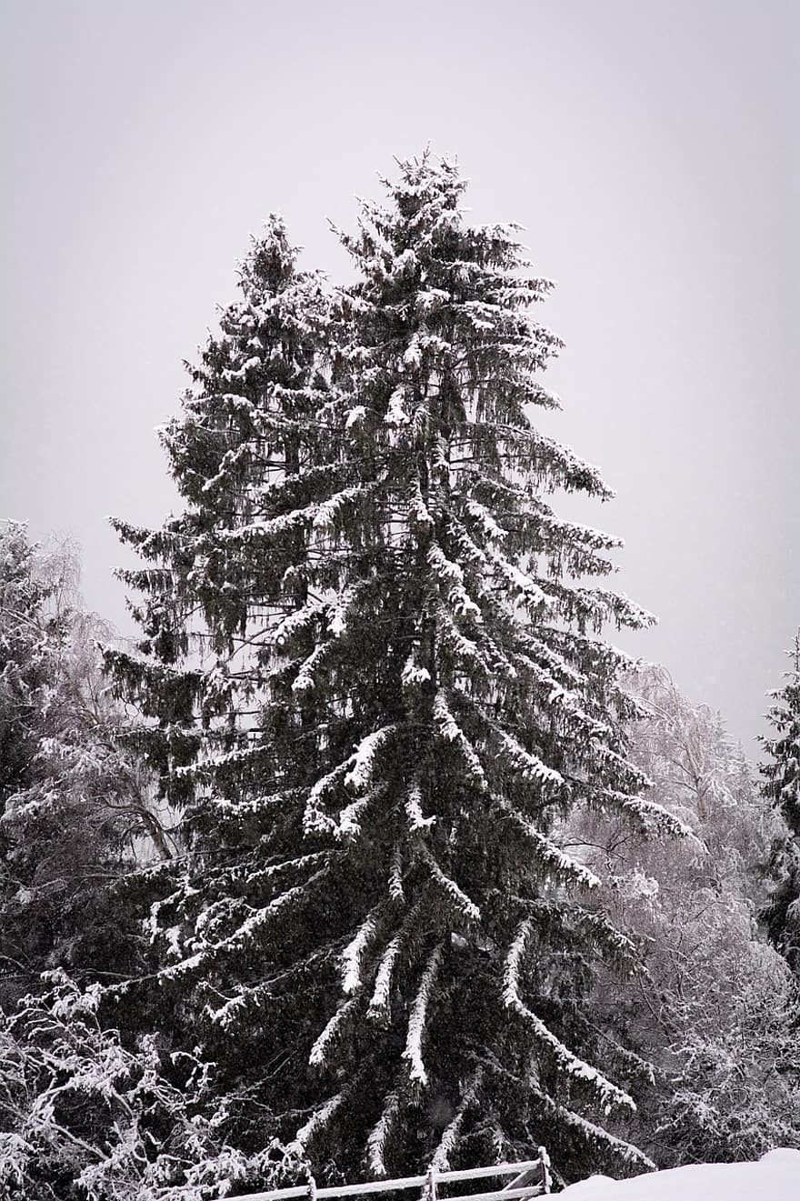 träd, snö, vinter-, barrträd, snöfall, skog, kall, frost, natur, snowscape, tall