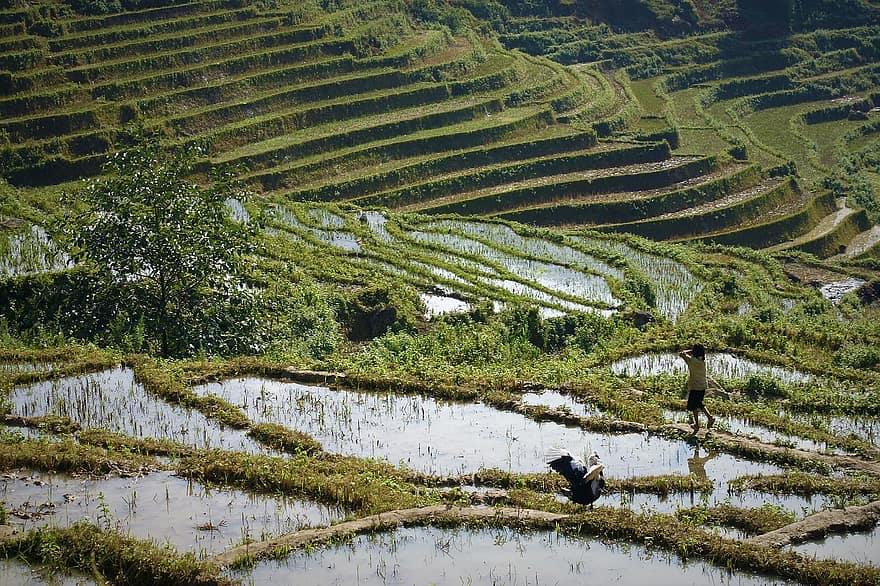 riisipellot, riisiterassit, Vietnam, luonto, maisema, viljely, maatalous, maatila, riisipelto, maaseudulla, kasvi