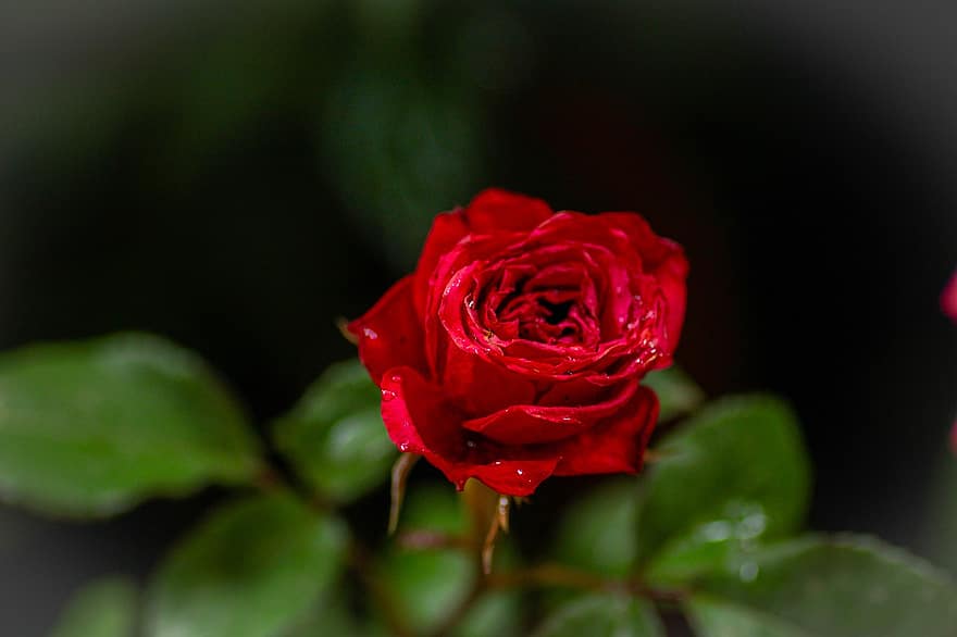 Rose, blomst, plante, kronblade, rød rose, rød blomst, flora, natur, gård, tæt på, blad