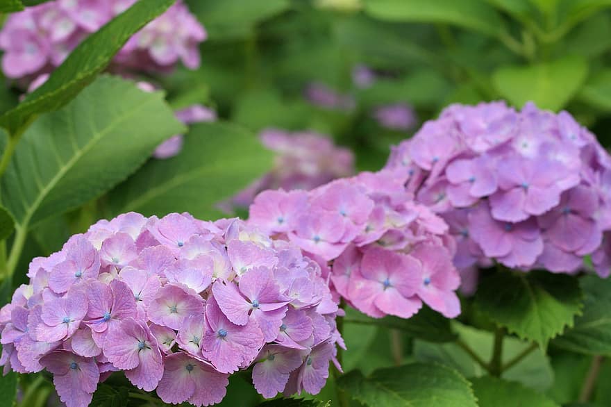 hortensia, fleur, Japonais, jardin, Japon, macrophylla, juin, plante, violet, floral, la nature
