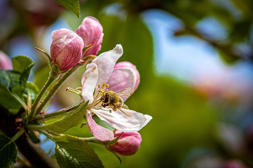 květ jabloně, opylit, opylování, květ, jabloň, jaro, ovocný strom, růžový, květy jabloní, zblízka, hmyz