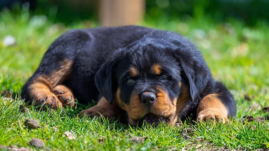 perrito, Rottweiler, perro, joven, mascota, acostado, descansando, hierba, nuestras puertas, animal joven, Perro domestico