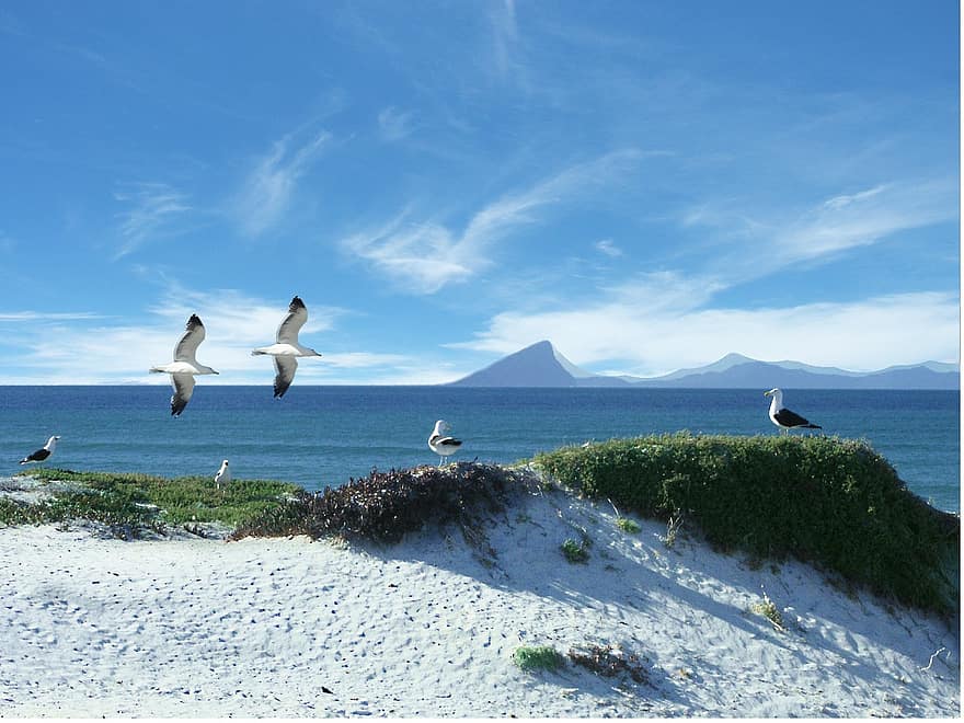 mar, gaivotas, gaivota, gaivotas dominicanas, colônia de gaivotas, aves marinhas, África do Sul, cabo Ocidental, mar azul, baía do mar, baía