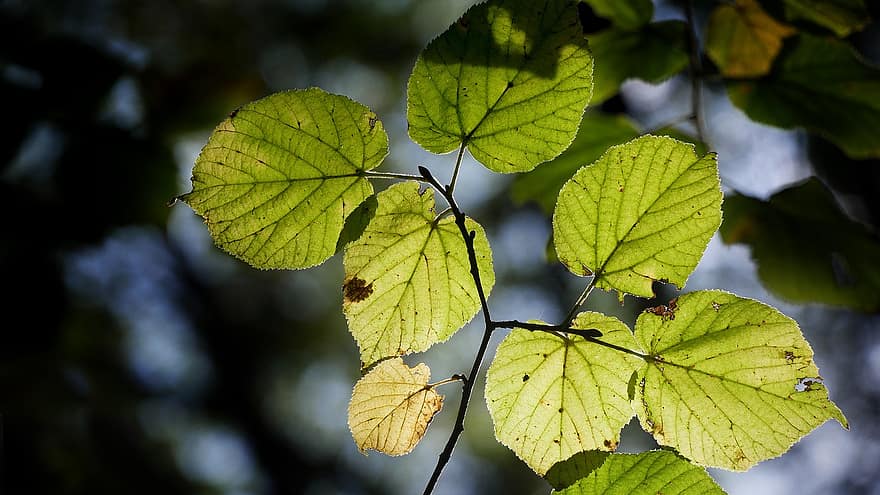 Blätter, Ast, fallen, Herbst, Laub, Grün, Baum, Pflanze, Natur, Hintergrundbeleuchtung