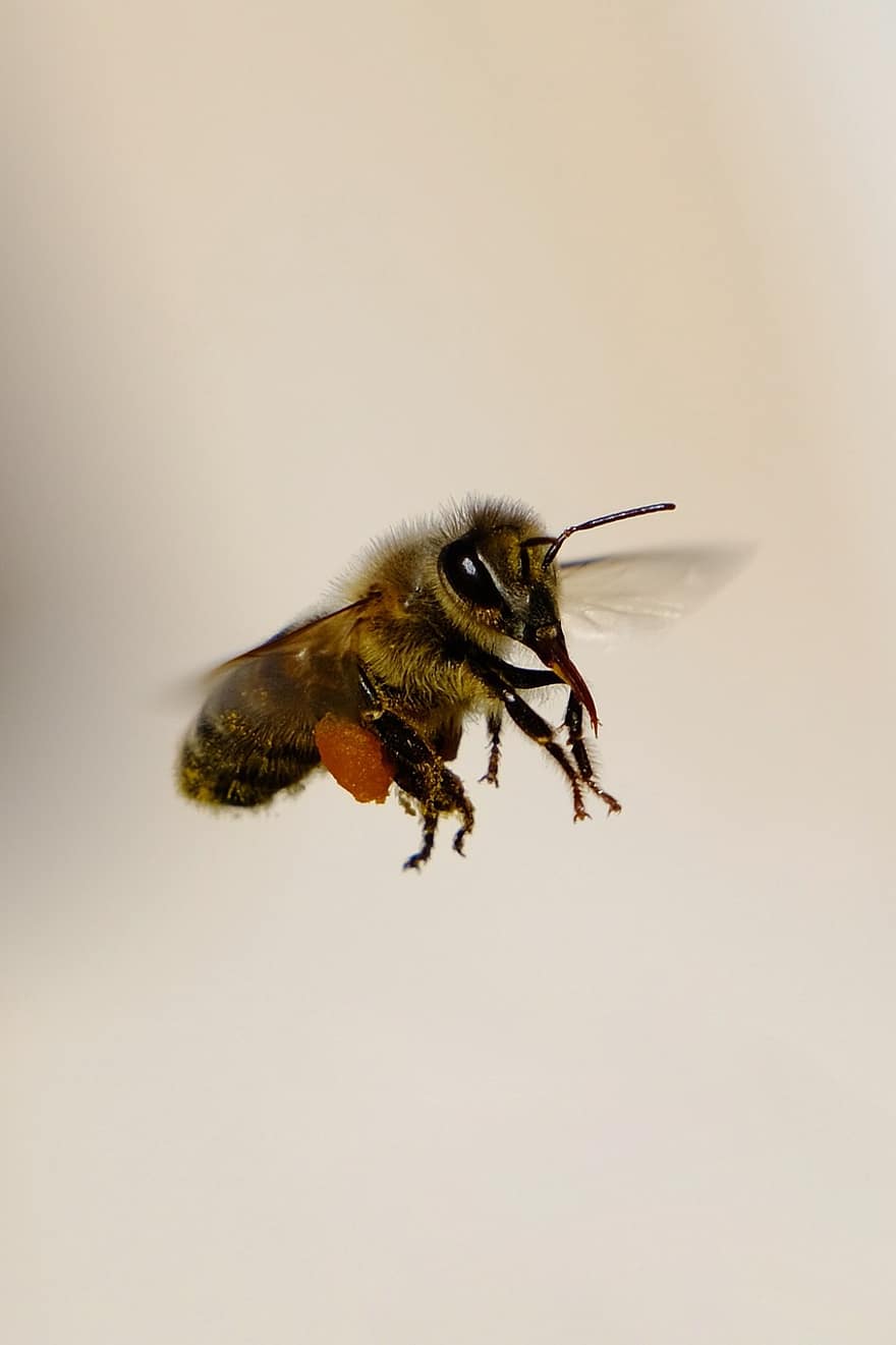 abeja, insecto, insecto con alas, alas, naturaleza, himenópteros, entomología, macro, abejorro