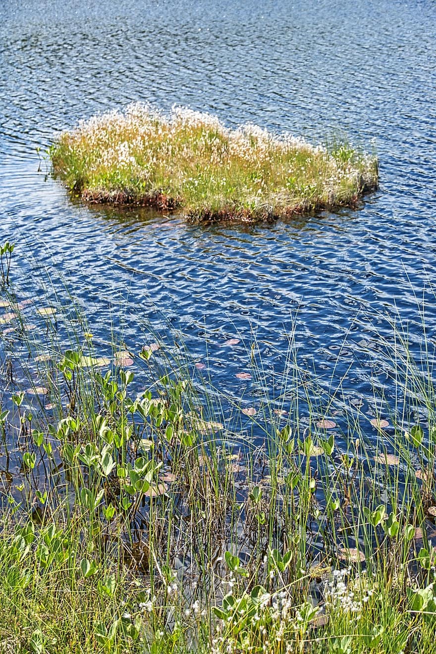 Island, Lake, Nature, Shore, Water, Islet, Reed, Plants, Tranquil, summer, grass