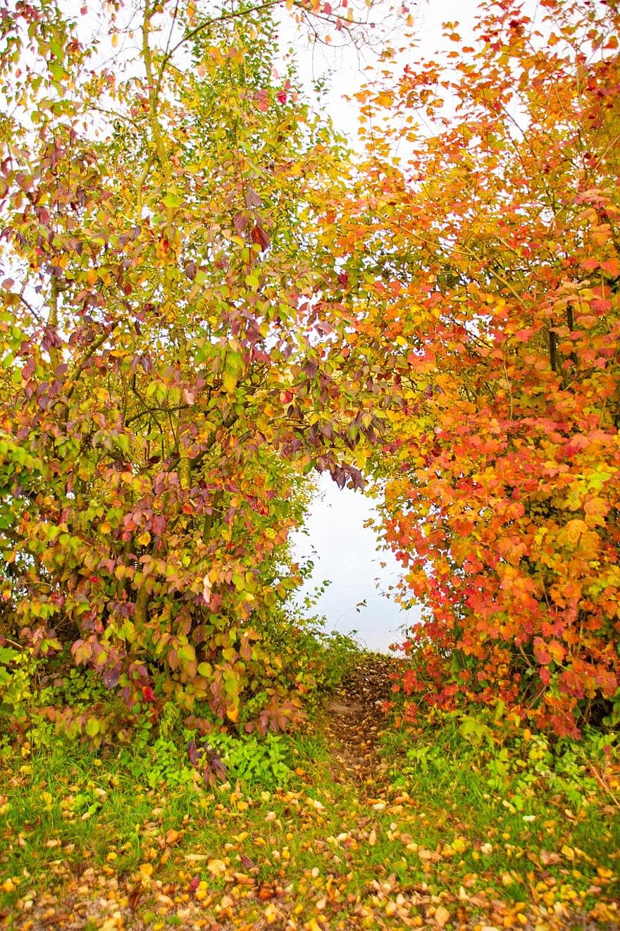 otoño, arbusto, naturaleza, paisaje, hojas, bosque, hoja, árbol, temporada, amarillo, multi color