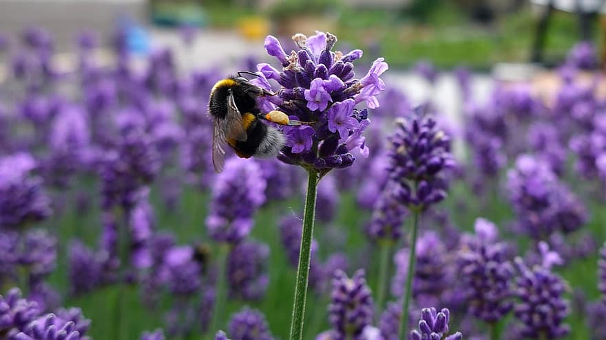 humla, lila, lavendel-, blomma, insekt, trädgård, pollen, nektar, pollinering, vingar