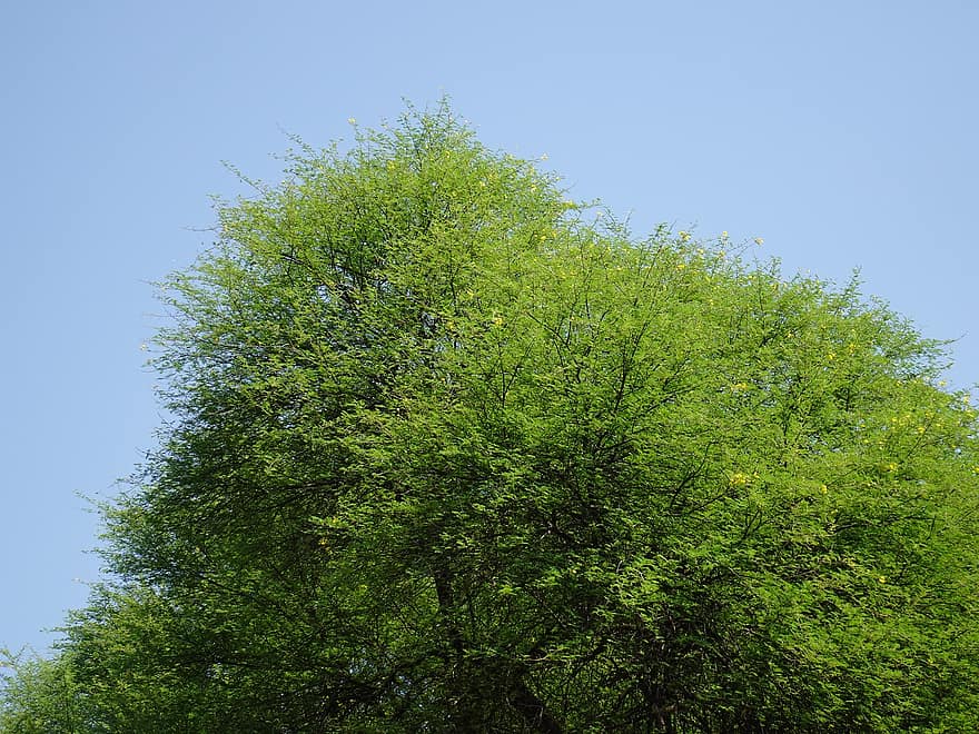 дерево, природи, зростання, на відкритому повітрі, babool, акація nilotica, листя