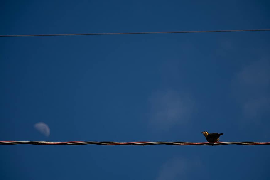 Moon, Bird, Wire, Night