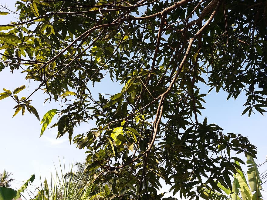 Mango-hedelmäpuu, mangopuu, hedelmäpuu, luonto, villieläimet, Sri Lanka, puun lehti, puu, haara, kasvi, kesä