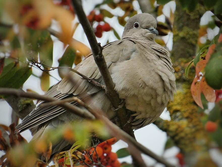 dove, turkey pigeon, wild bird, animal, nature, branch, beak, feather, outdoors, animals in the wild, tree