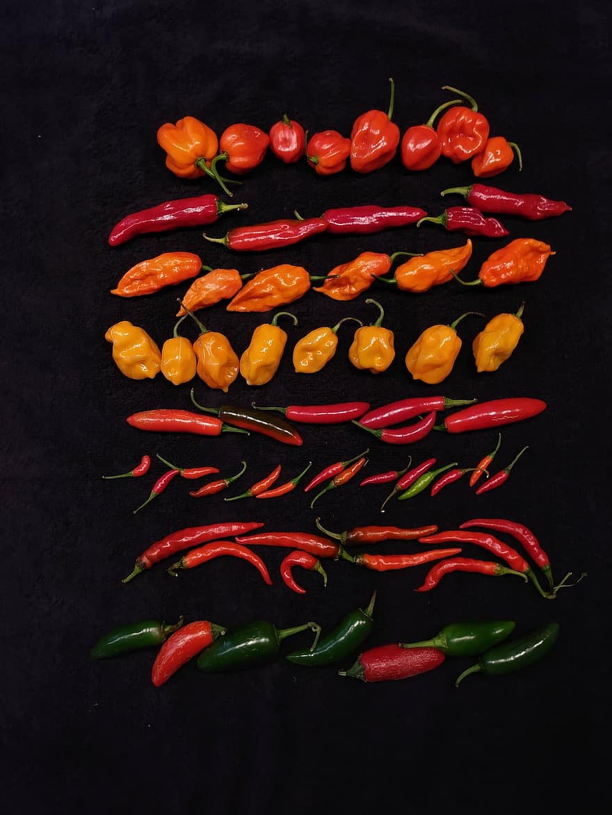 Chile paprika, serrano paprika, paprikor, habanero, jalapeno, vegetabiliska, krydda, friskhet, mat, chilipeppar, värme