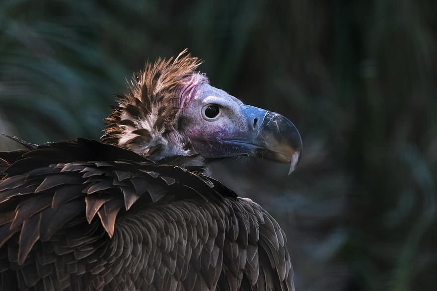 Bird, Vulture, Eared Vulture, Ornithology, Species, Fauna, Animal, Wildlife, Beak, Raptors, feather