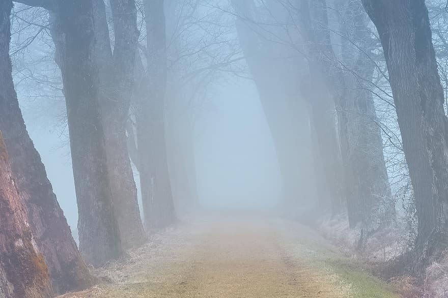 Road, Trees, Fog, Path, Dirt Road, Forest, Woods, Rural, Country Road, Countryside, Empty
