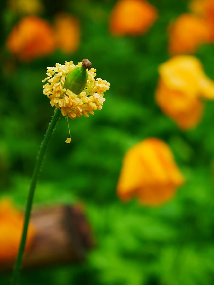 cây thuốc phiện, phấn hoa, màu vàng