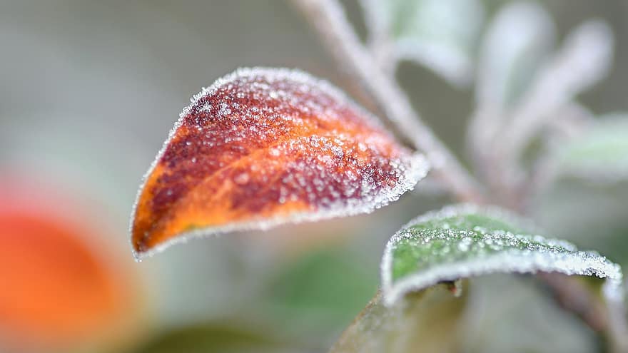 Blätter, Frost, Ast, Winter, kalt, Pflanze