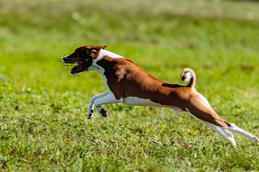 hund, basenji, löpning, utomhus, fält, aktiva, rörlighet, djur-, atletisk, skön, ras