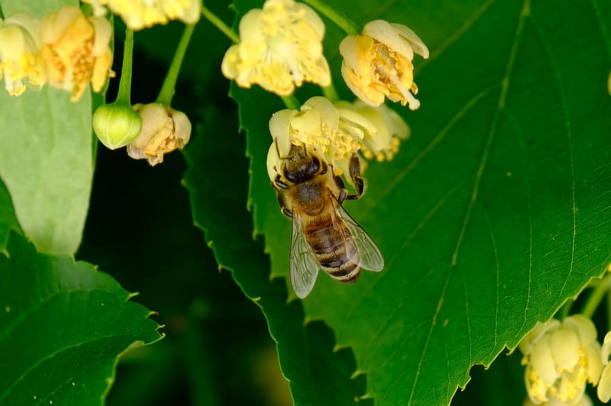 бджола, комаха, запилюють, запилення, квітка, крилате комаха, крила, смужки, природи, перетинчастокрилі, ентомологія