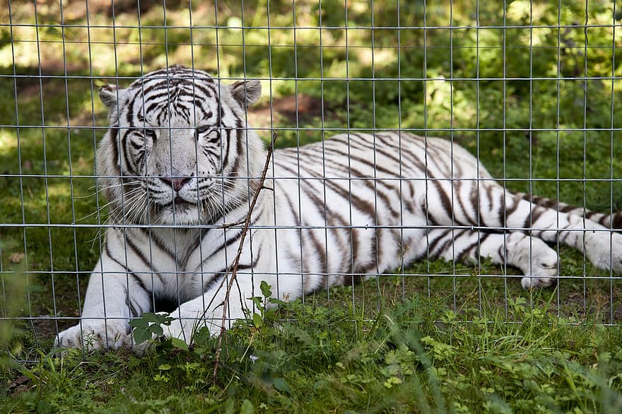 fehér tigris, tigris, macskaféle, park, kerítés