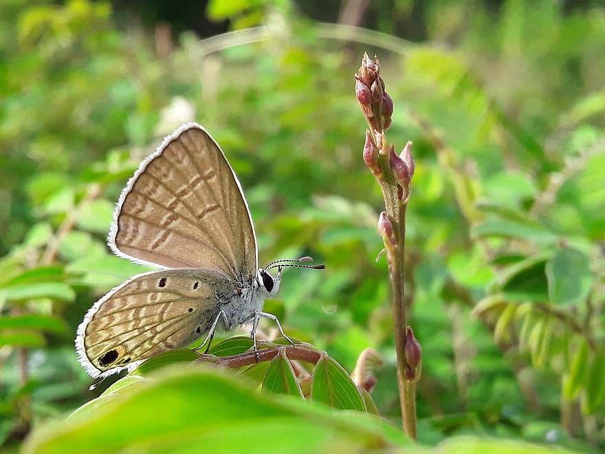 나비, 곤충, 날개 달린 곤충, 나비 날개, 동물 상, 자연, 닫다, 채색, 멀티 컬러, 매크로, 여름