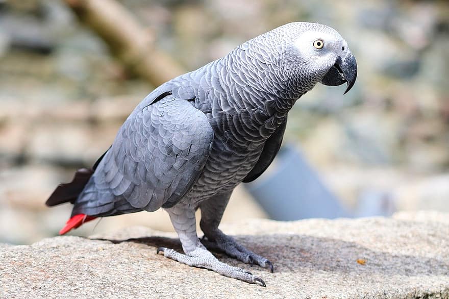 africký šedý papoušek, Papoušek, pták