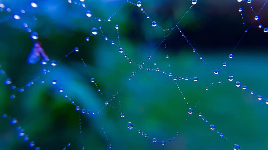 spindelnät, dagg, våt, daggdroppar, droppar, vatten, webb, natur
