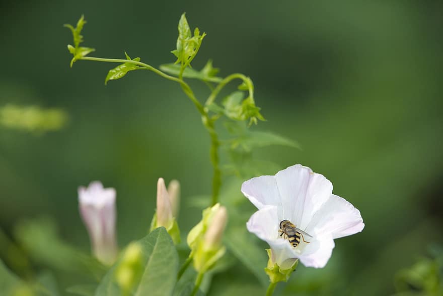 abelha, inseto, flores, Glória da manhã, polinização, pétalas, plantar, jardim, natureza, flor, verão