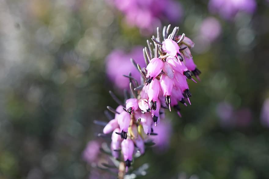 Heathers, Flowers, Close Up, Macro, Heather Flowers, Purple Flowers, Blooming, Blossoming, Inflorescence, Small Flowers, Bokeh