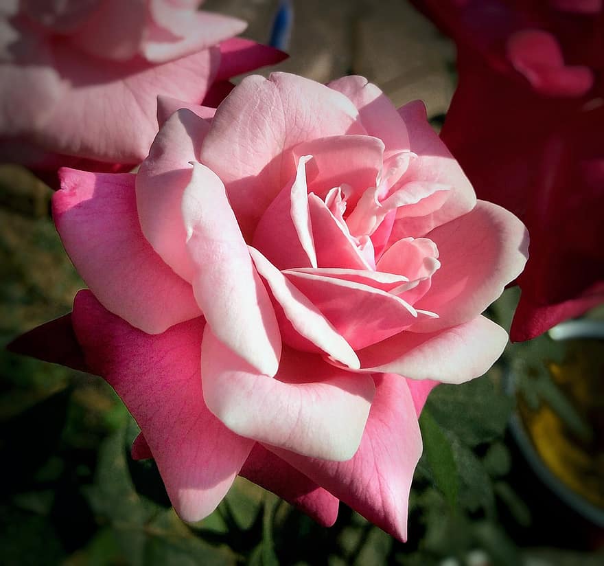 rosa, fiore, petali, rosa Rosa, fioritura, pianta, flora, natura, floreale, giardino, avvicinamento