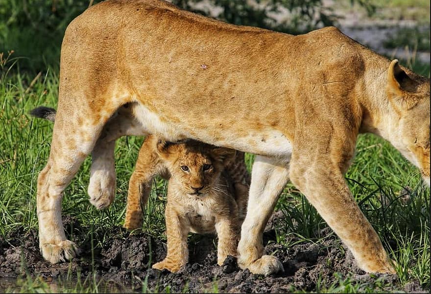 Lioness, Cub, Lion, Female, Wildlife, Wildcat, Predator, Animal