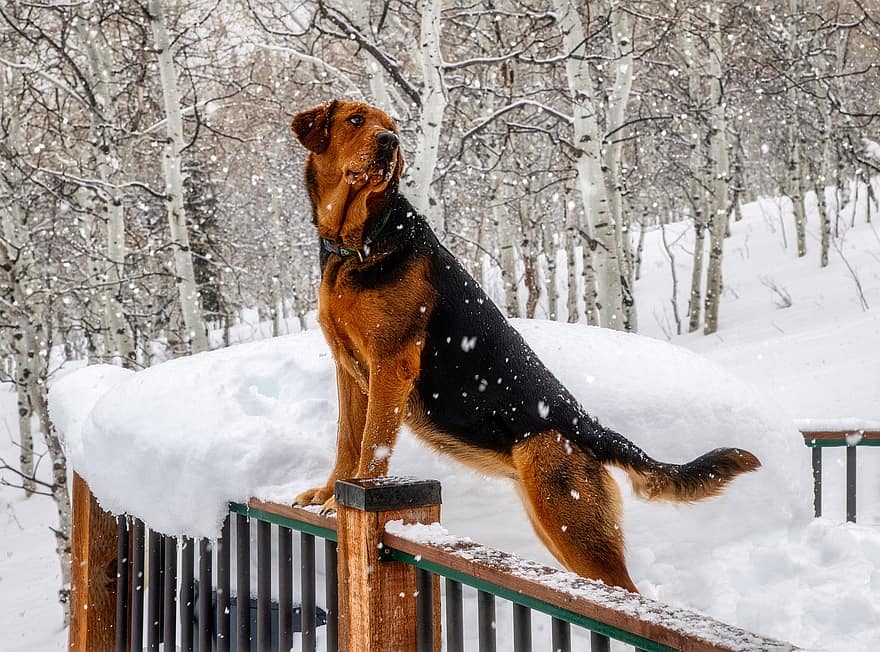 koira, lemmikki-, koiran-, lumi, eläin, turkis, kuono, talvi-, nisäkäs, koiran muotokuva