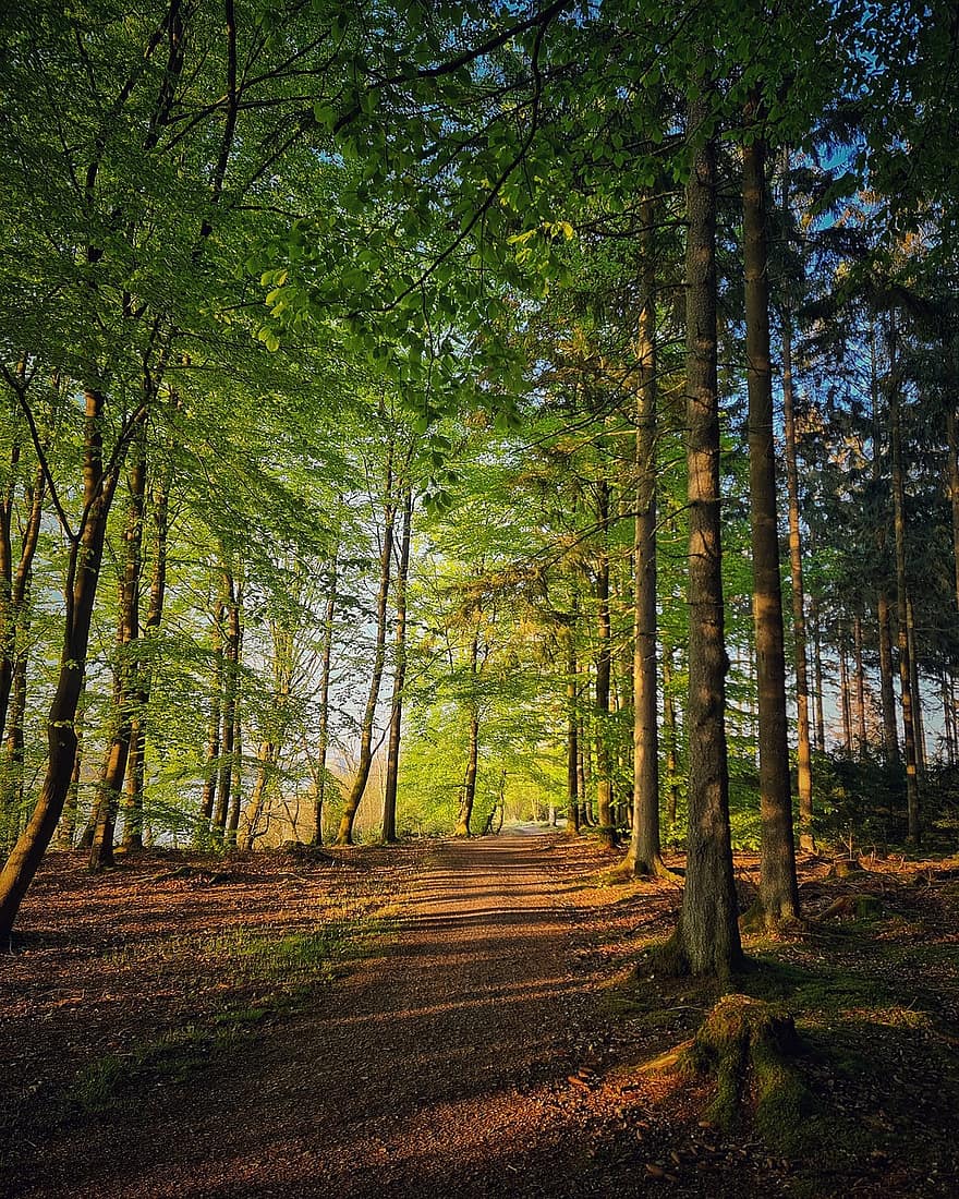 Forest, Woods, Path, Trees, Beech