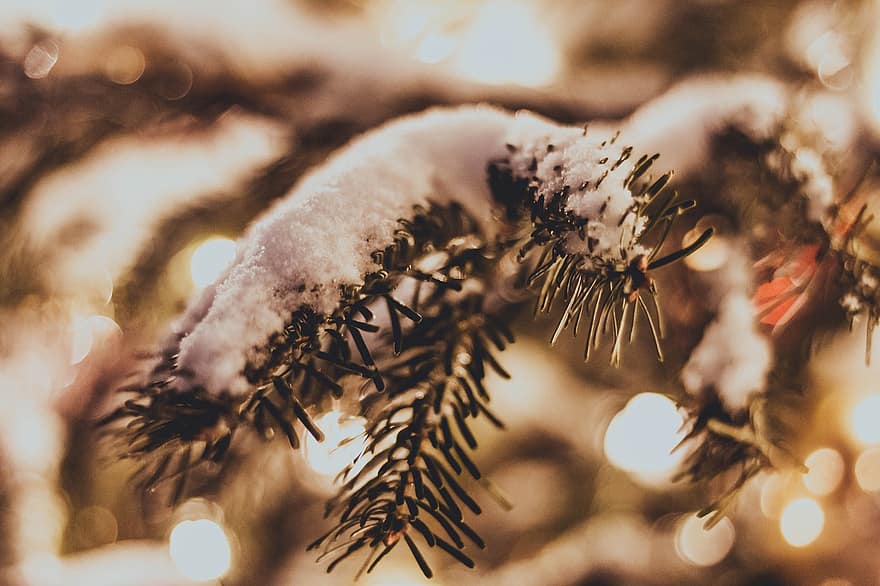 Eglė, sniegas, Kalėdos, medis, žiemą, Kalėdų eglutė, gruodžio mėn, apšvietimas, atostogos, šalta, adatos