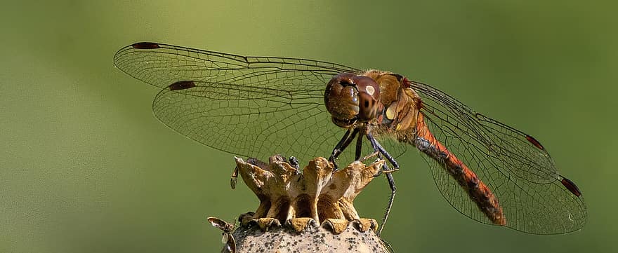 vážka, hmyz, makro, křídla, křídla vážky, okřídlený hmyz, odonata, anisoptera, entomologie, fauna, Příroda