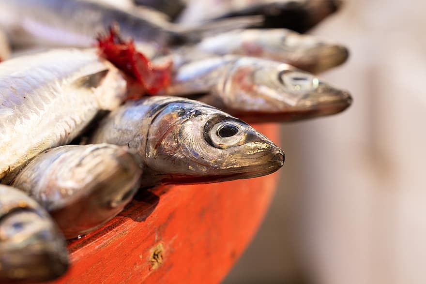 ančovičky, Ryba, rybí trh, čerstvá ryba