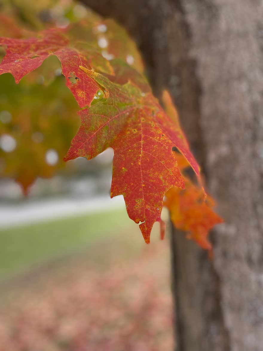 blad, efterår, natur, rød, gul, baggrund, sæson, træ, november, oktober, orange