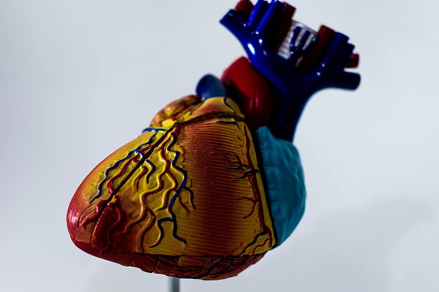 قلب ، نموذج ، طبيب ، 3D ، العضلات ، الجسم