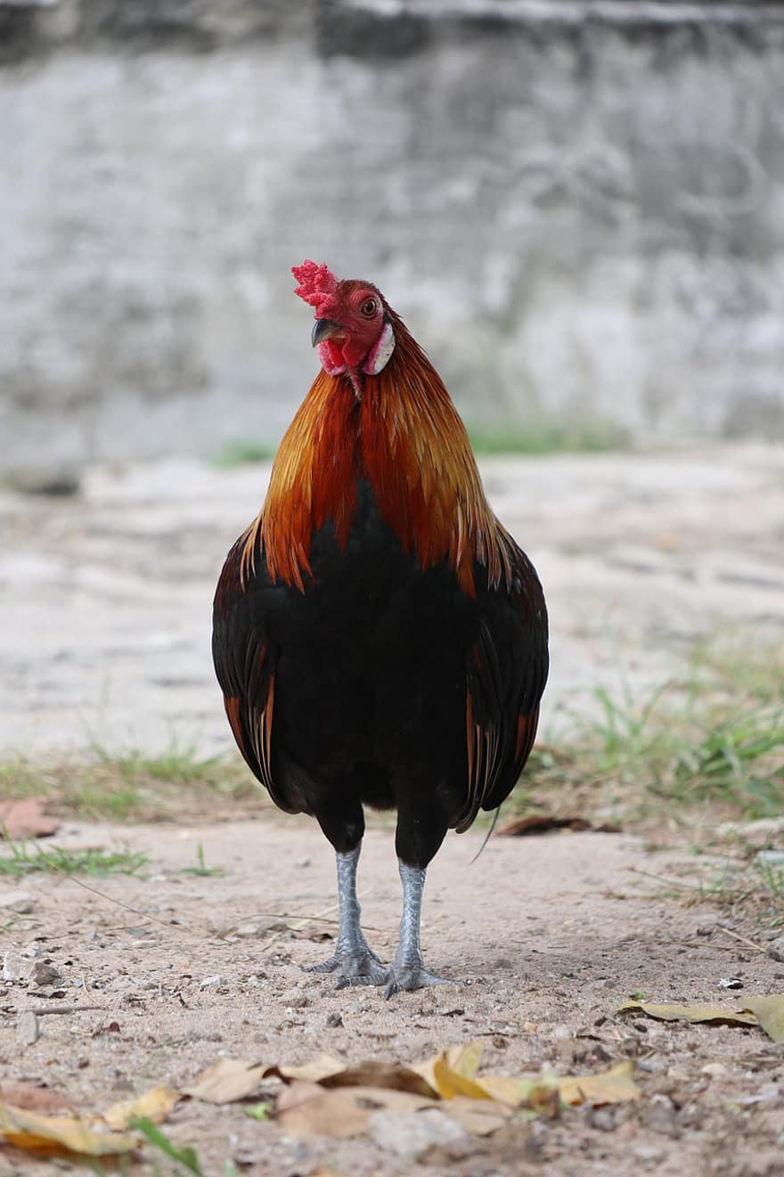 Rooster, Chicken, Male, Cockscomb, Livestock, Landfowl, Feathers, Plumage, Avian, Ornithology, Bird Watching