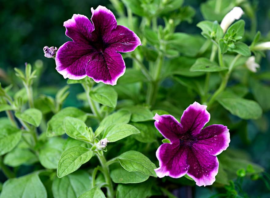 ペチュニア、フラワーズ、庭園、葉、紫色の花、花びら、紫色の花びら、咲く、花、フローラ、植物