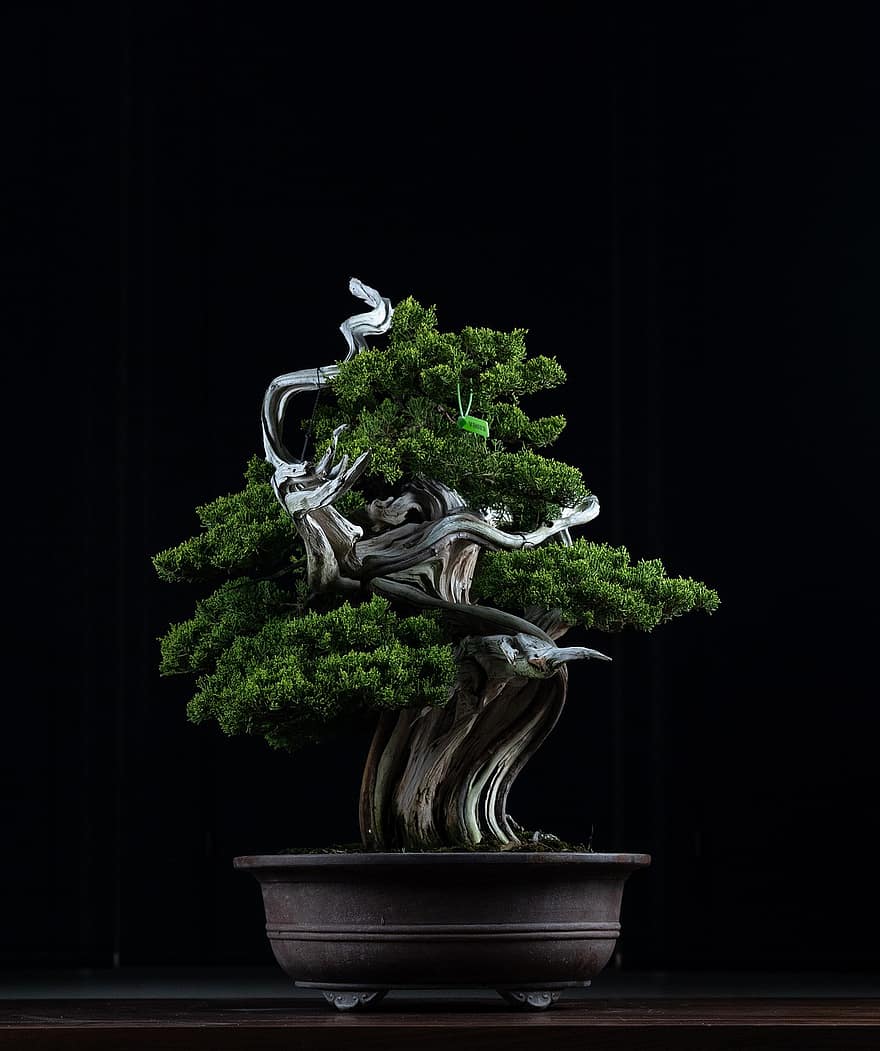 bonsai, plante, dekoration, japansk kunst, traditionel, træ, dekorative