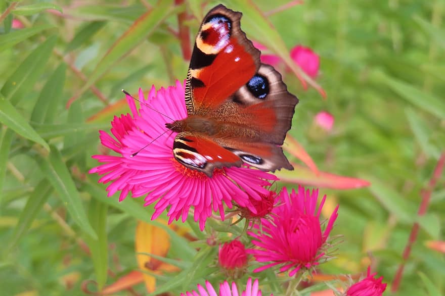 sommerfugl, blomster, bestøve, bestøvning, insekt, winged insekt, sommerfugl vinger, flor, blomstre, flora, fauna