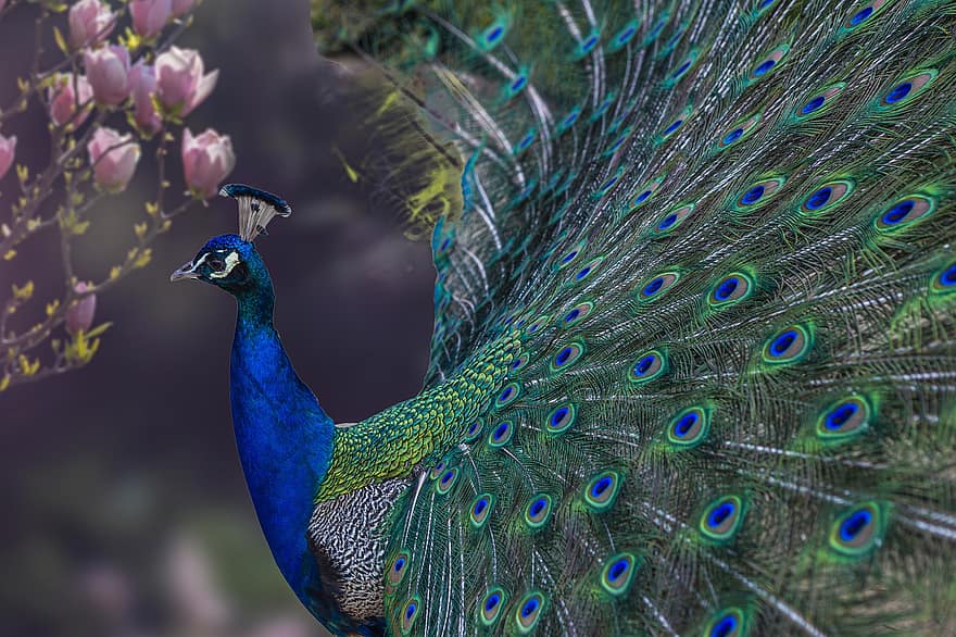 Peafowl, Peacock, Bird, Feathers, Peacock Feathers, Plumage, Exotic Bird, Ave, Avian, Ornithology, Bird Watching