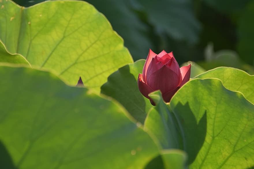 lotoss, zieds, Vjetnama, vasarā