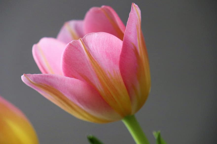bunga tulp, bunga, bunga merah muda, kelopak, kelopak merah muda, berkembang, mekar, flora, merapatkan, bunga musim semi, alam