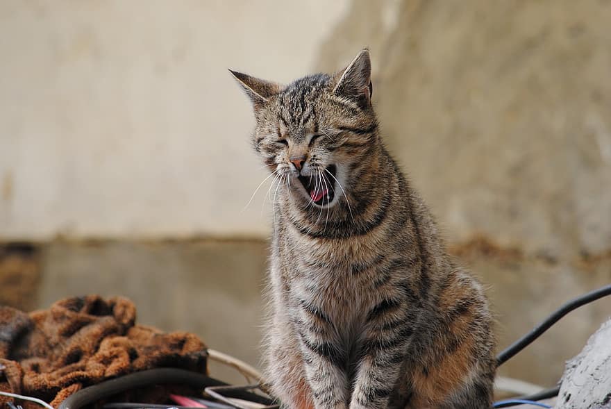 kaķis, yawning cat, pet, kaķi