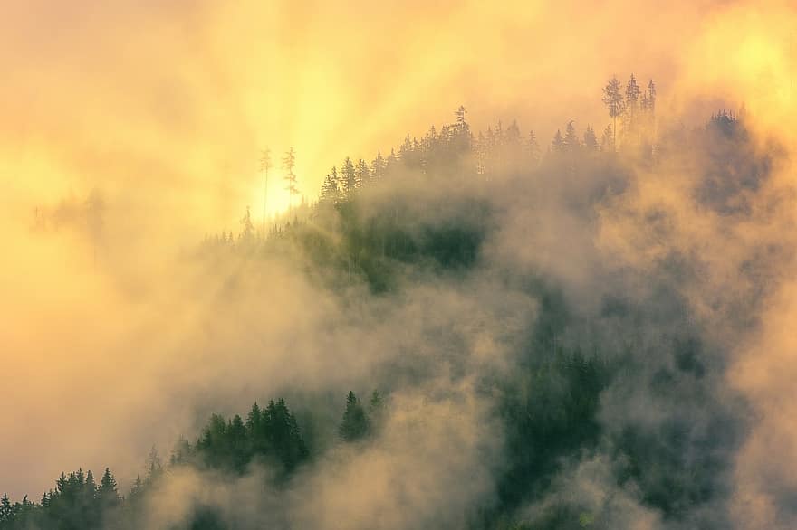 nebbia, luce del sole, foresta, alberi, conifere, conifero, foresta di conifere, foschia, i raggi del sole, raggi di sole, tramonto