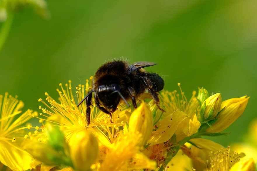蜂、黄色い花、花粉、受粉する、受粉、昆虫、膜翅目、翼のある昆虫、咲く、花、フローラ