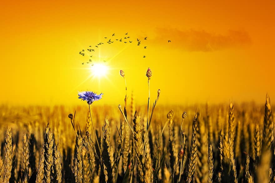 Cornfield, Grain, Nature, Sunset, Flower, Wheat, Farmer